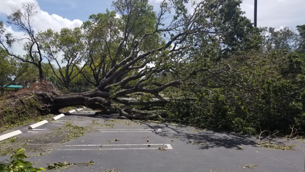Wind Damage – is your business prepared for the worst?
